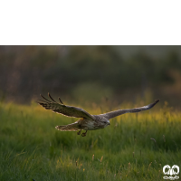 گونه سارگپه استپی Common Buzzard